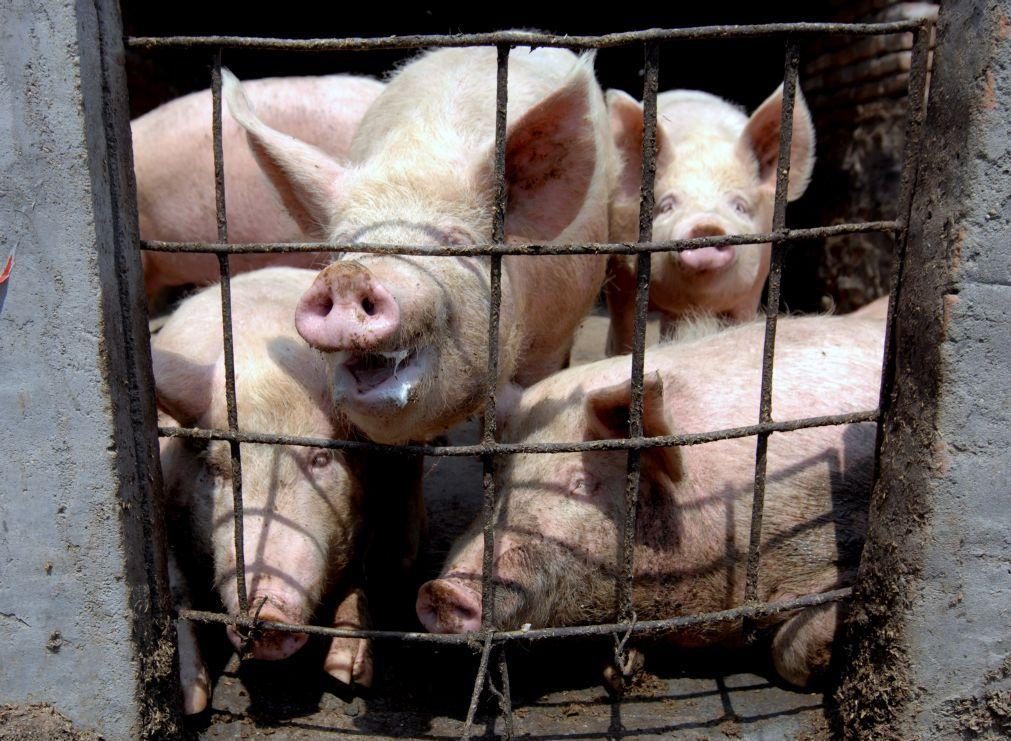 China minimiza perigo de nova pandemia a partir de vírus descobertos em porcos