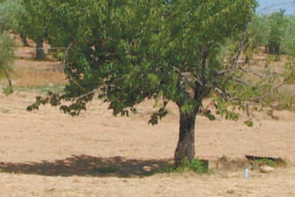 Suspeita de matar filho autista em Mirandela também se atirou ao poço