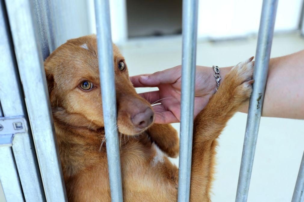 Incêndios: Câmara de Santo Tirso nega ter impedido retirada de animais do abrigo