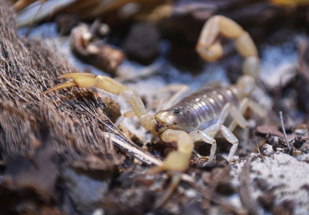 Benguela. Picadas de escorpiões matam 12 pessoas em 562 casos registados este ano