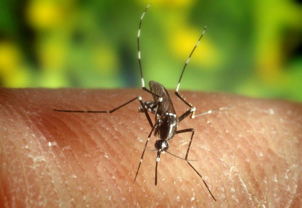 Maior urbanização poderá aumentar número de mosquitos que preferem picar pessoas