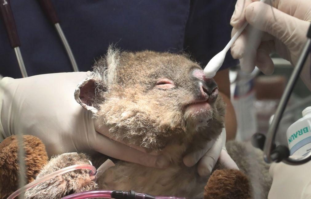 Três mil milhões de animais mortos pelos incêndios na Austrália