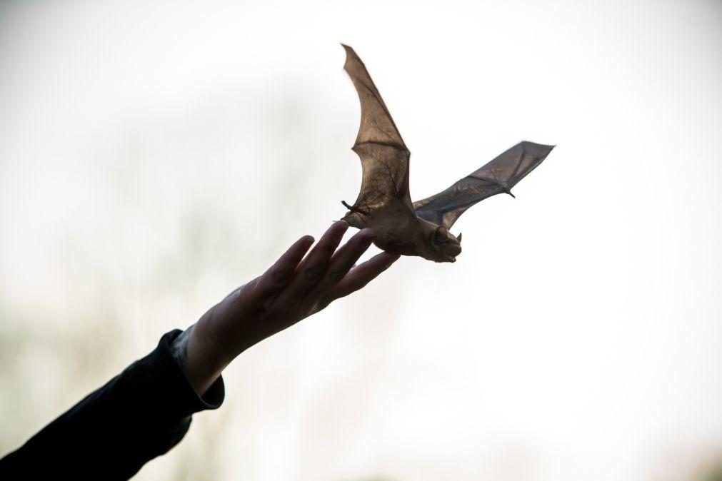 Investigadores descobrem nova espécie de morcego em Portugal