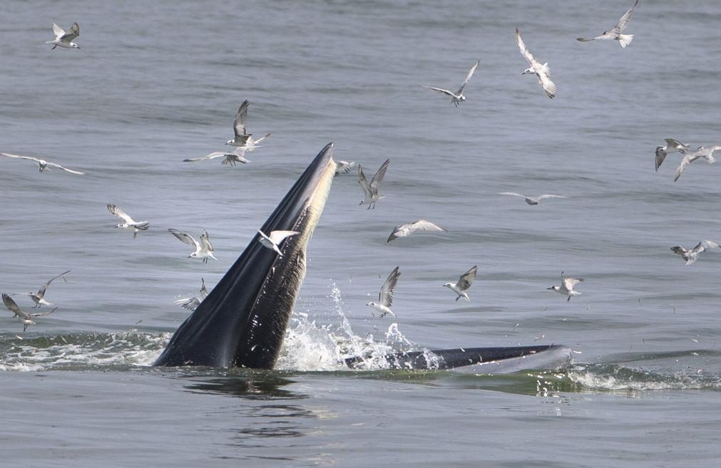 Baleias avistadas com mais frequência no Brasil devido à redução do tráfego