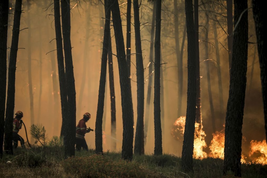 Incêndio no parque natural em Porto de Mós mobiliza mais de 150 operacionais