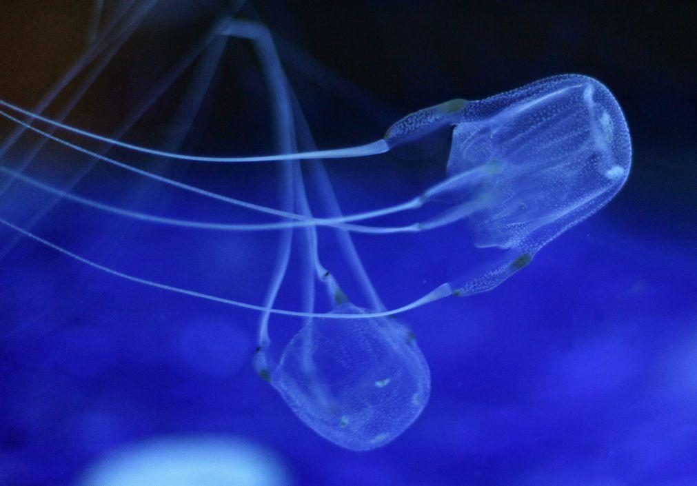 ALERTA. O que fazer se tiver contacto com medusas