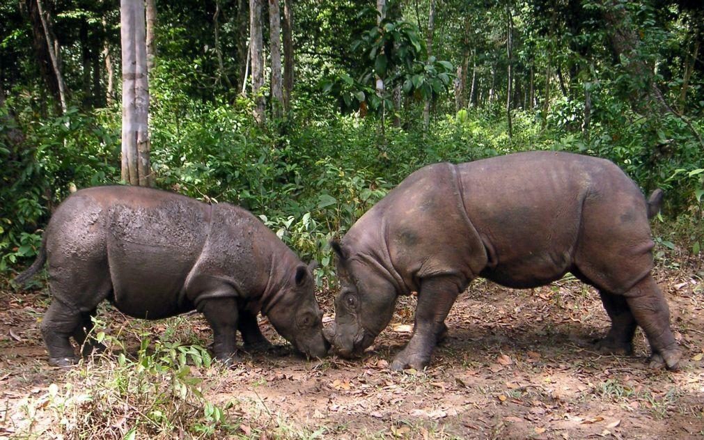 Cientistas querem clonar rinoceronte de Sumatra que morreu no ano passado