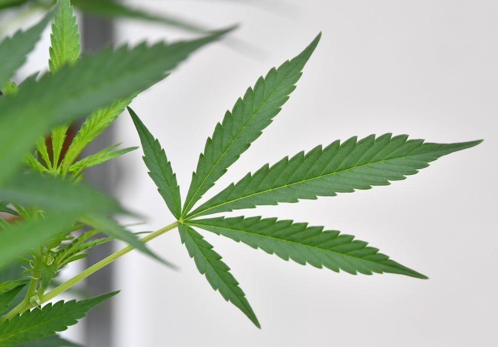 GNR apreende cerca de 23 mil pés 'cannabis' em Santarém após investigação
