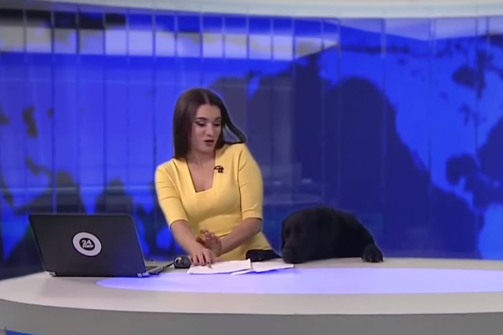 Insólito: Cão invade noticiário em direto (Veja o vídeo)