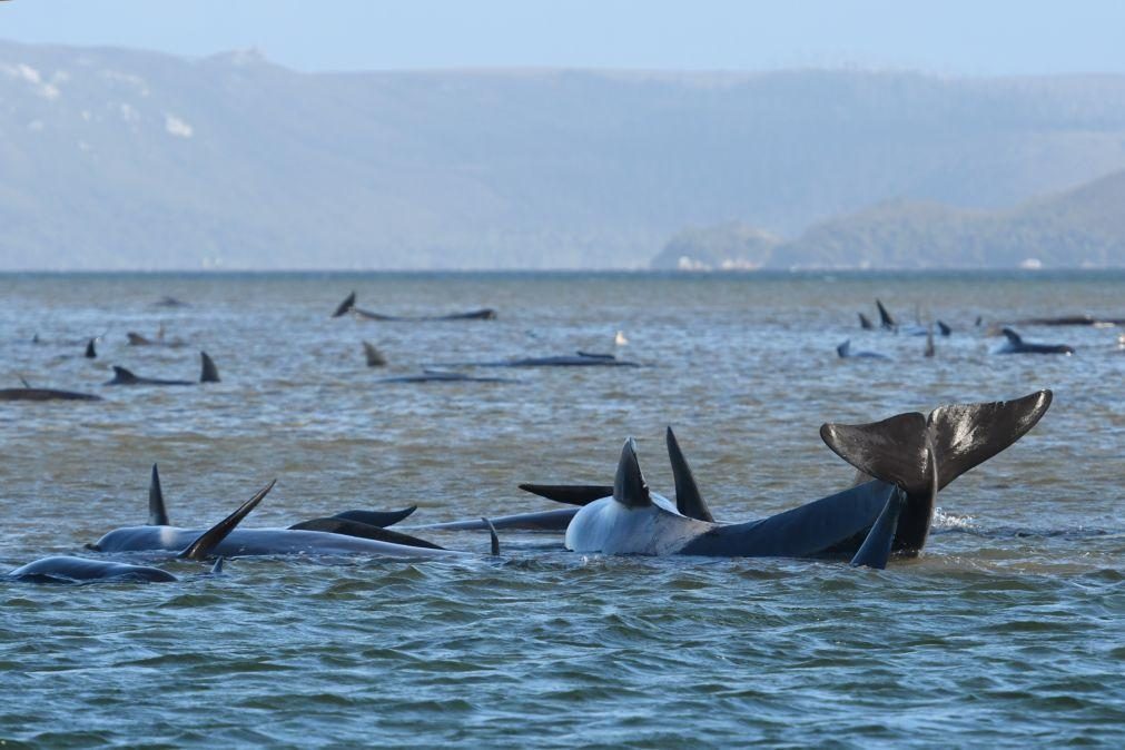 Cerca de 500 baleias encalhadas na Austrália. Pelo menos 380 morreram