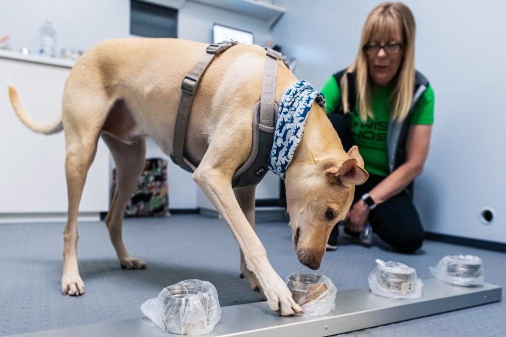 Cães demoram dez segundos a detetar infetados com covid-19 em aeroportos
