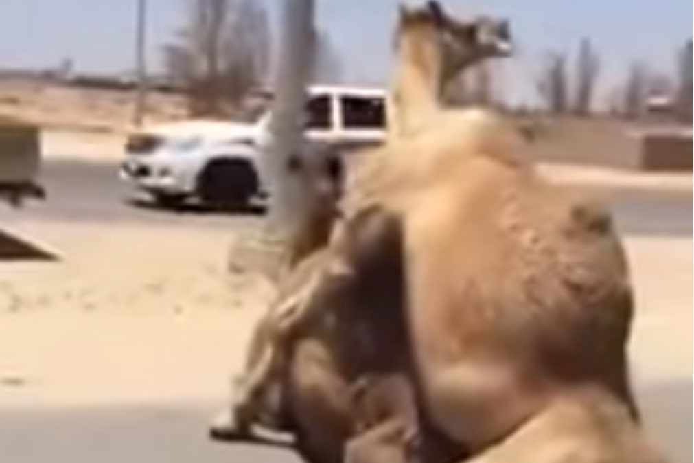 Insólito: Camelos param trânsito para fazer sexo. Veja o vídeo