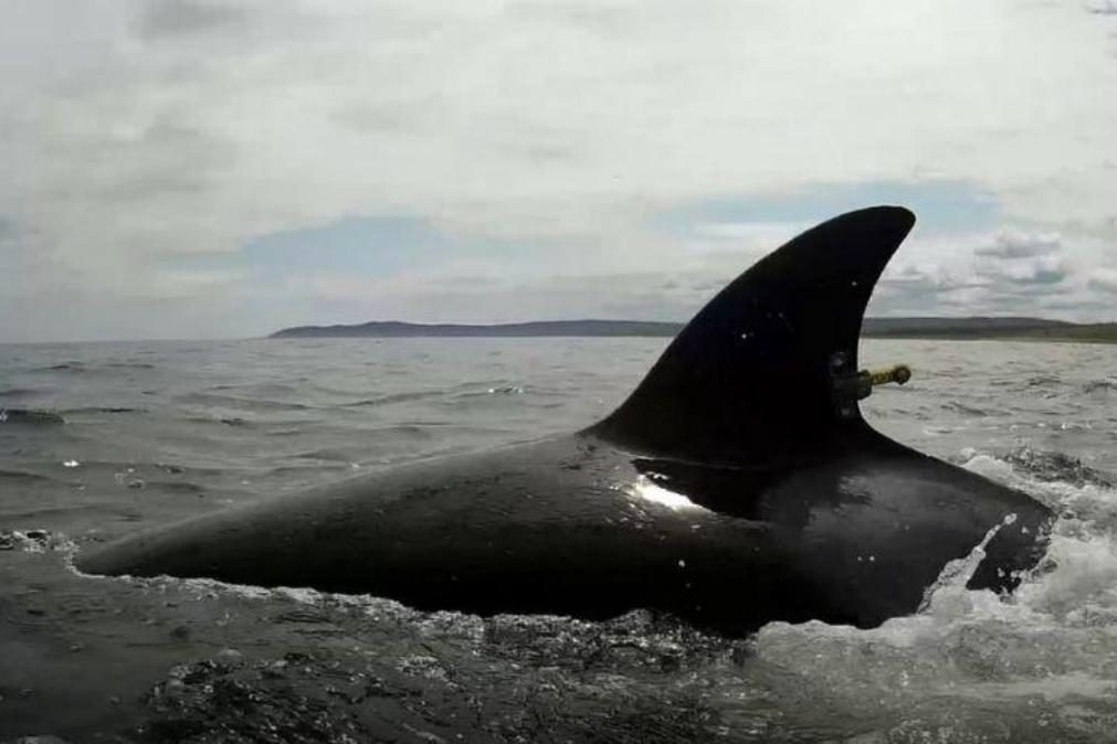 Orcas atacam embarcação de pesca a sul de Troia