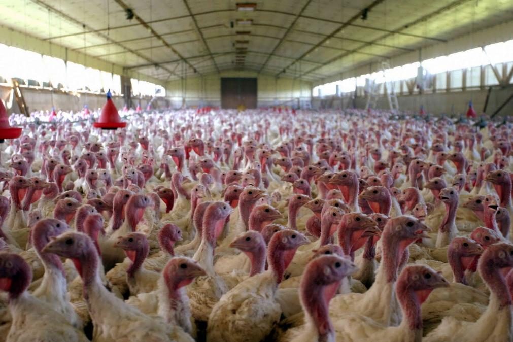 Reino Unido abate 10 mil perus após confirmação de surto de gripe das aves