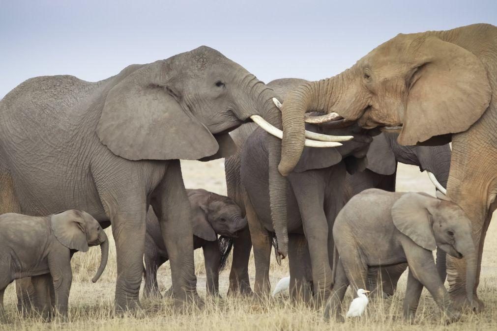 Namíbia põe 170 elefantes à venda por causa da seca