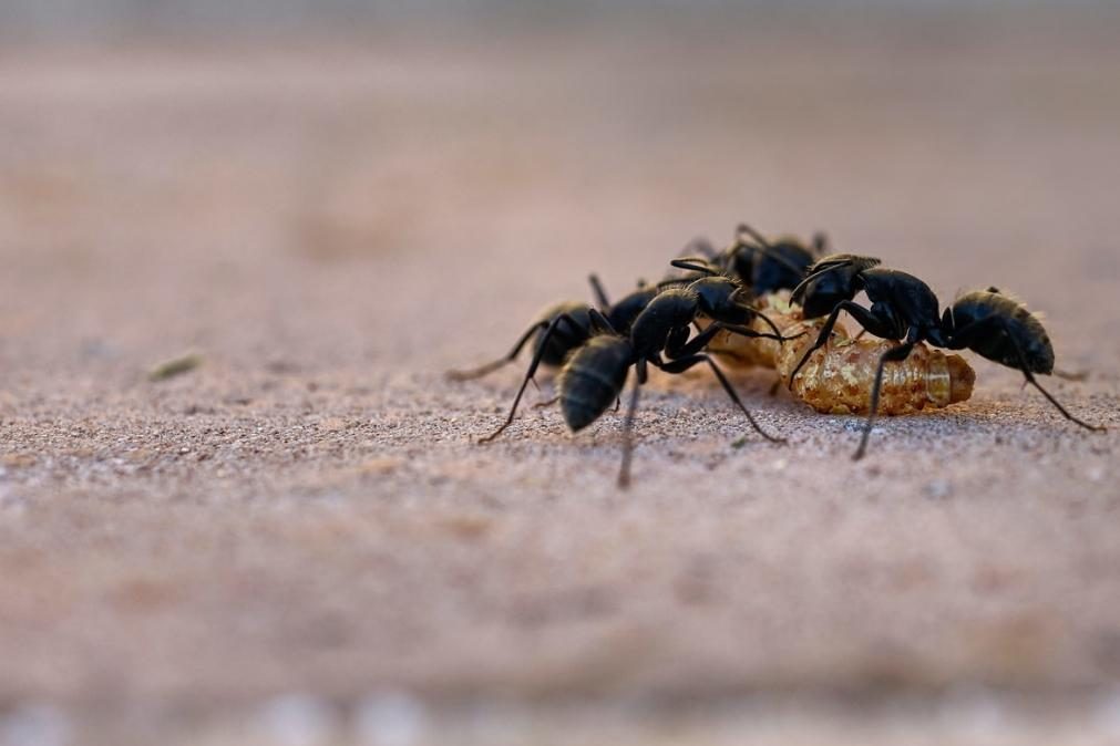 Guia completo para livrar-se das formigas sem matá-las