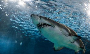 Ataque de tubarão branco salva vida de homem (sim, leu bem!)