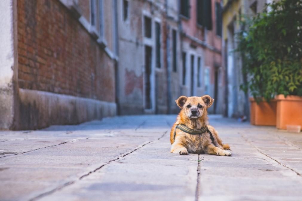 Crime de abandono de animais dispara na pandemia