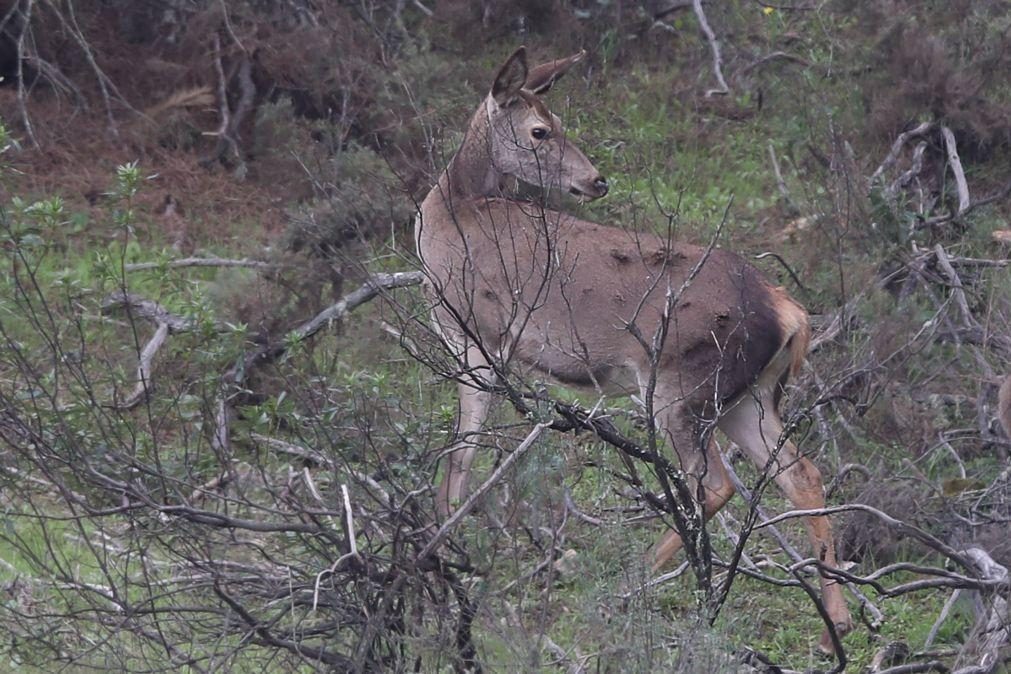 ICNF suspende licença da Zona de Caça de Torrebela após abate de 540 animais