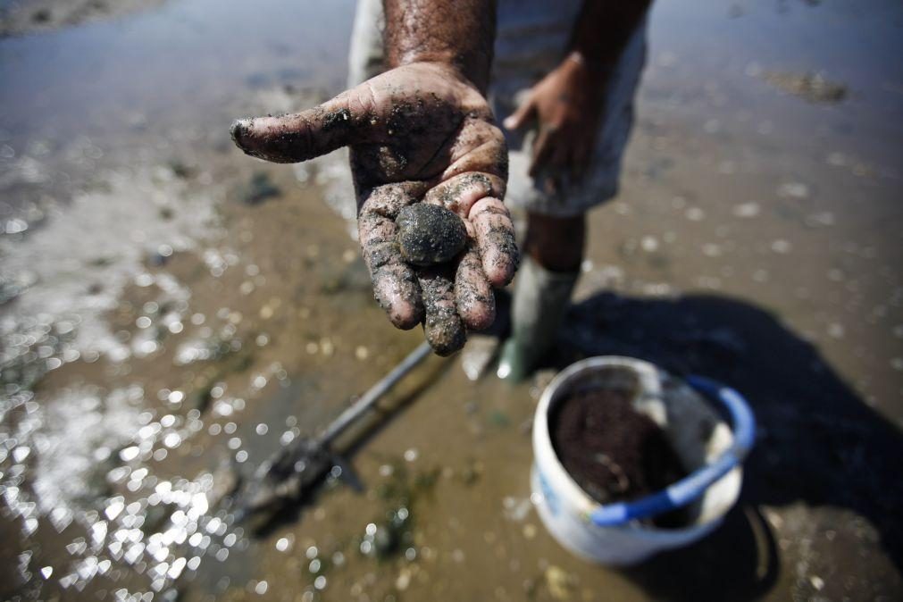 Moluscos são os animais marinhos mais contaminados por microplásticos