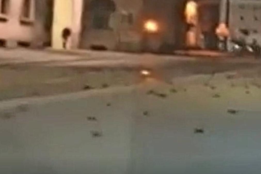Centenas de pássaros mortos após fogo-de-artifício em Roma [vídeo]