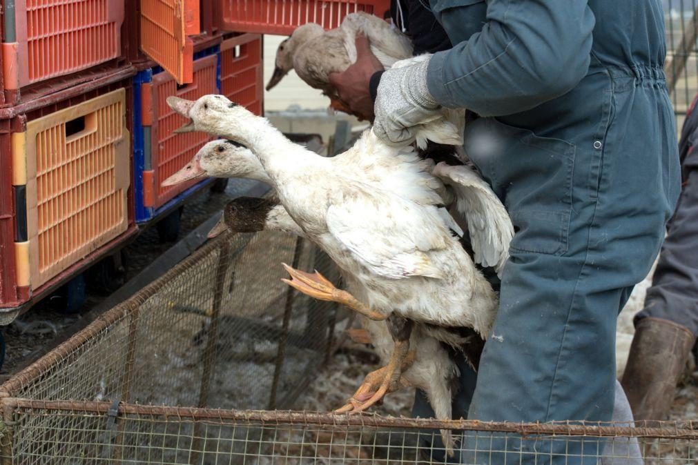 Surto de gripe aviária leva ao abate de centenas de milhares de patos