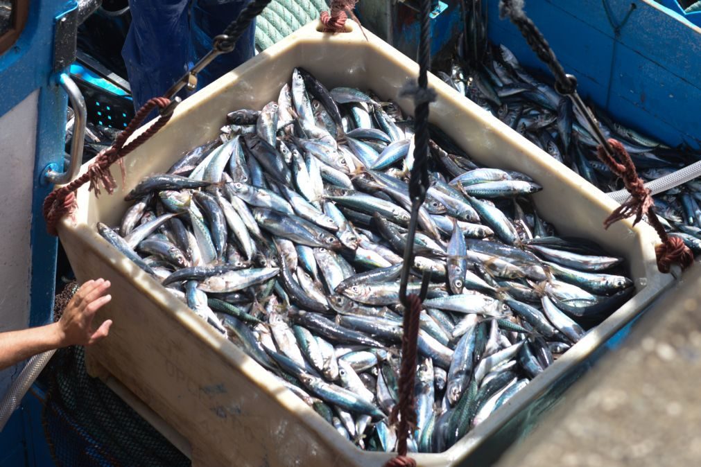 Covid-19: Governo prepara nova linha de crédito de 20 ME para pesca