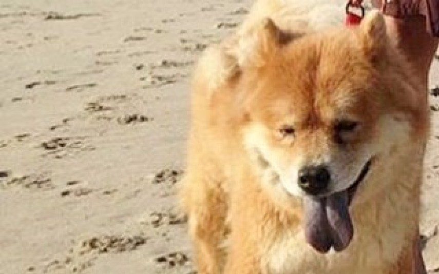 Oceana Basílio Aproveita o calor para passear a cadela na praia