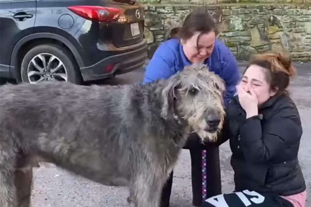 Reencontro emocionante de cão desaparecido com a família comove no Facebook [vídeo]