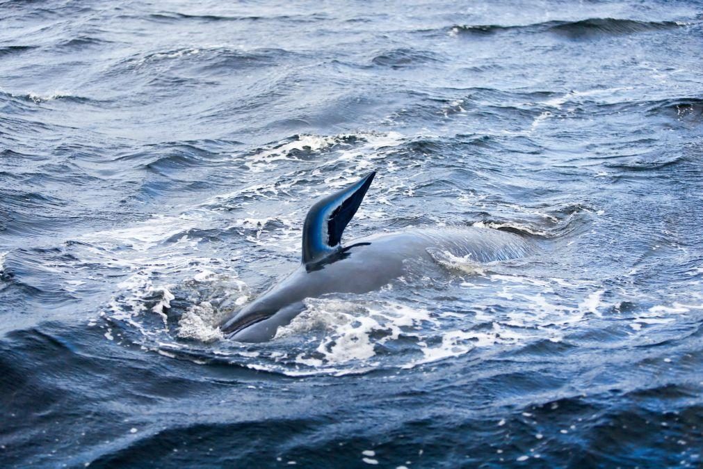 Nova Zelândia liberta baleias-piloto encalhadas pela segunda vez