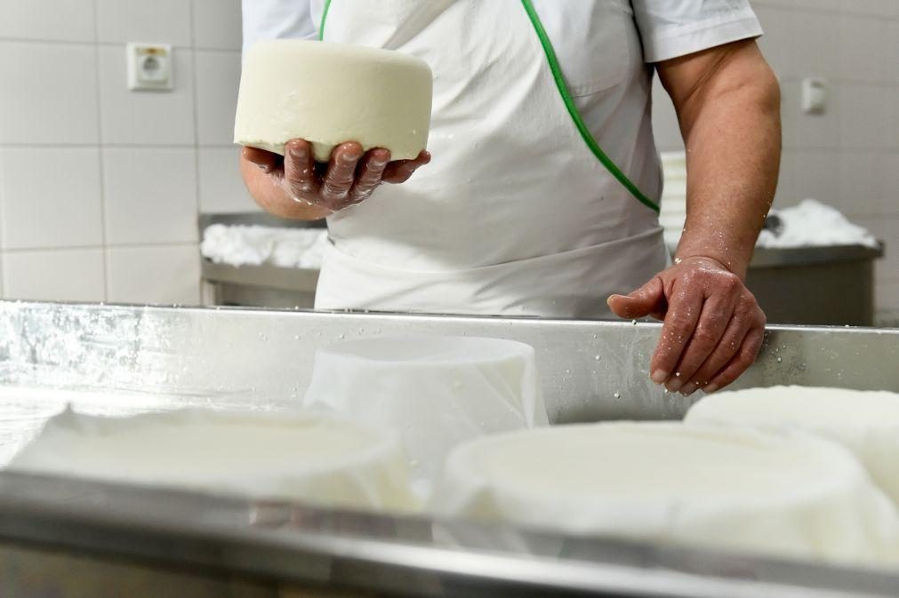 InovCluster quer valorização económica dos queijos DOP da região Centro