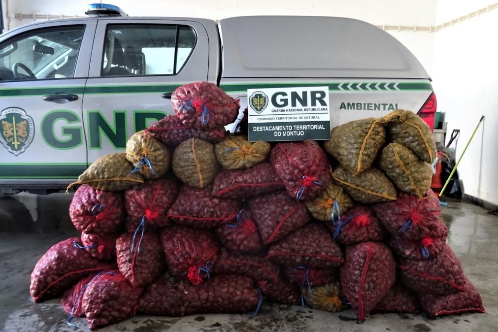 GNR apreende toneladas de bivalves e artigos contrafeitos na Grande Lisboa