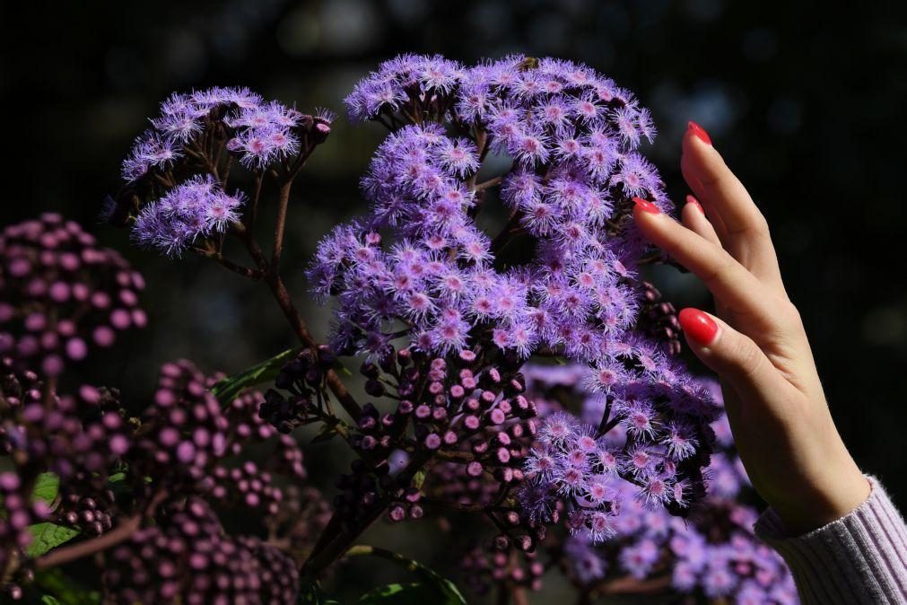 Reencontradas 17 espécies de plantas europeias consideradas extintas, uma delas nativa de Portugal