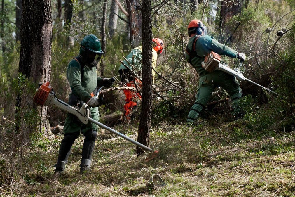 Portugal tem mais de mil freguesias prioritárias na limpeza da floresta