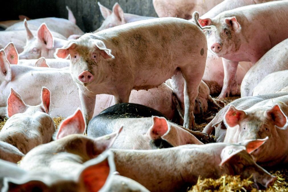 Incêndio mata mais de 55 mil porcos na Alemanha