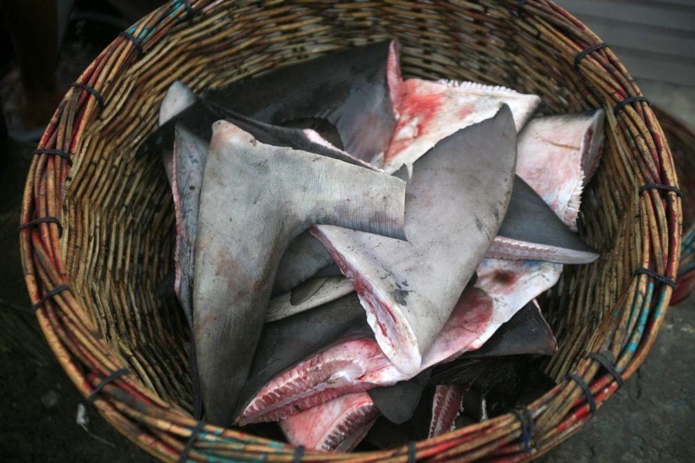Portugal pesca tubarão e raia em excesso, alerta organização ambientalista