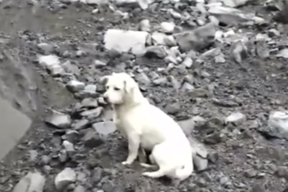 Cão recusa-se a abandonar destroços onde o dono desapareceu