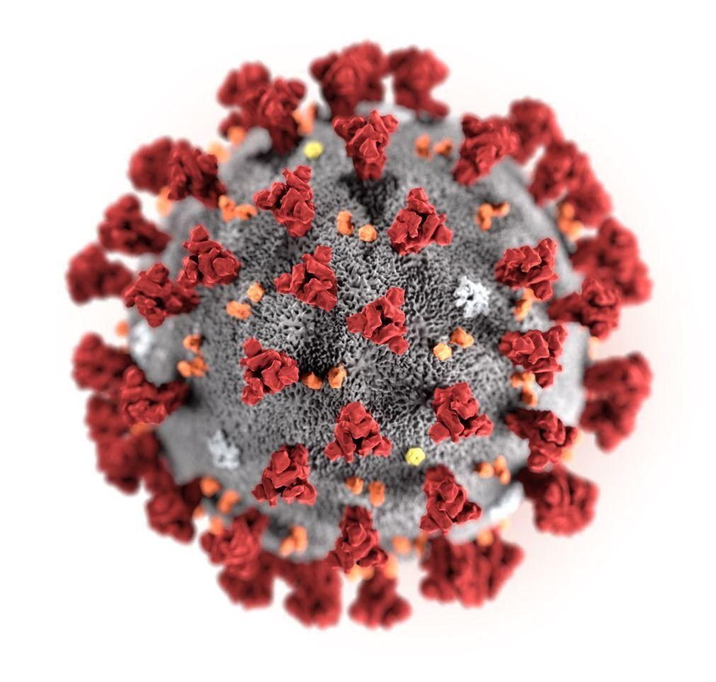 Covid-19: OMS está a acompanhar a nova variante do vírus identificada na Índia