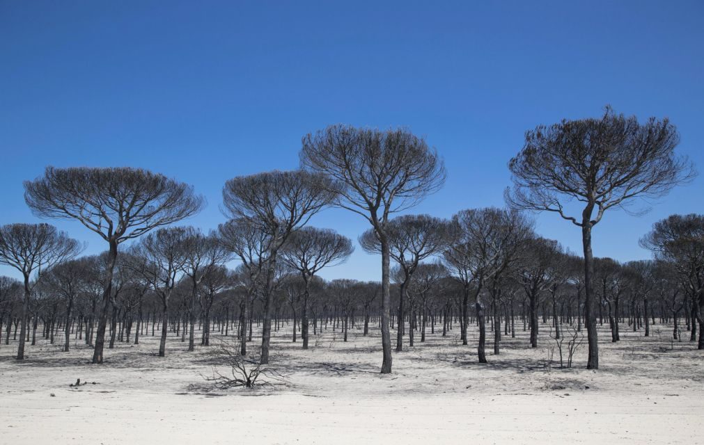 Fogo de Huelva afetou 8.486 hectares de mato e zonas arborizadas
