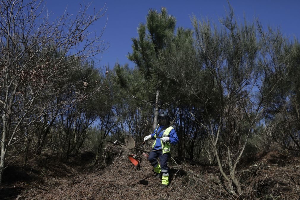 Procura pelo serviço de limpeza de terrenos na plataforma OLX aumenta 56%