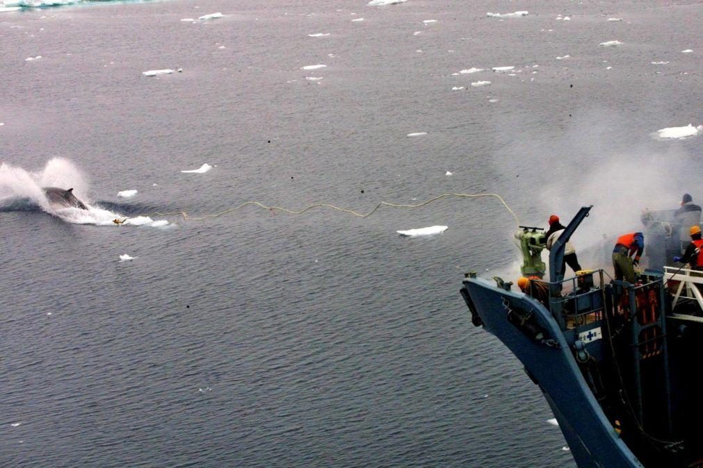 Rússia vai proibir caça de baleias e golfinhos
