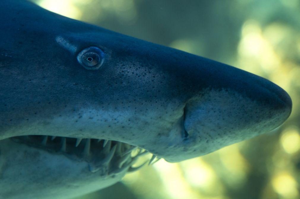 Cientistas sugerem que tubarões usam campo magnético como GPS para nadarem longas distâncias