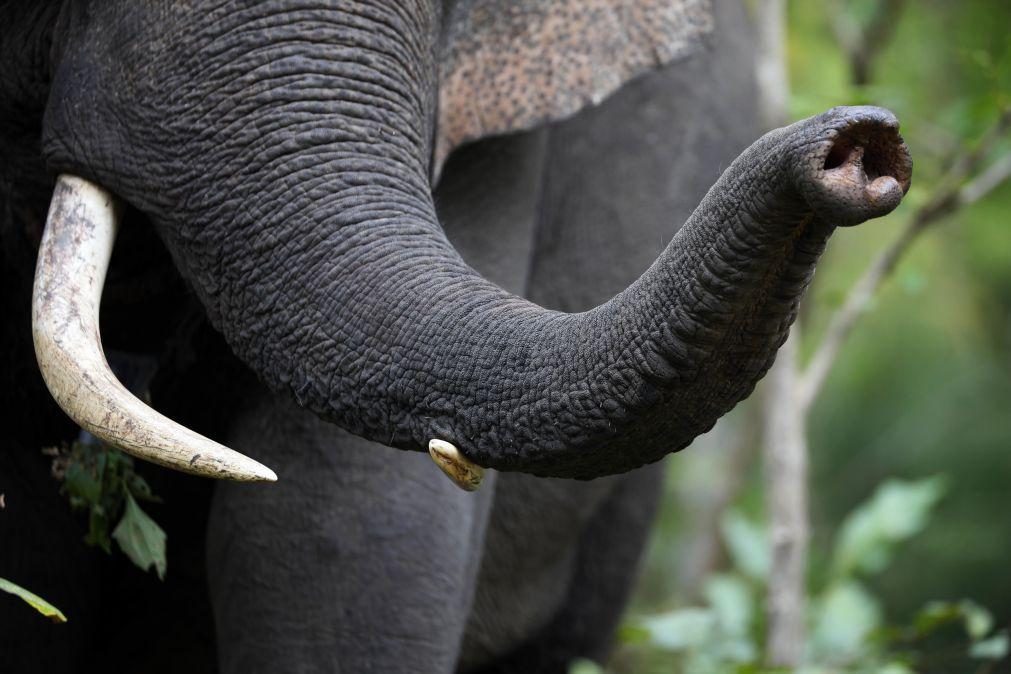 China usa camiões para travar elefantes que saíram de reserva natural