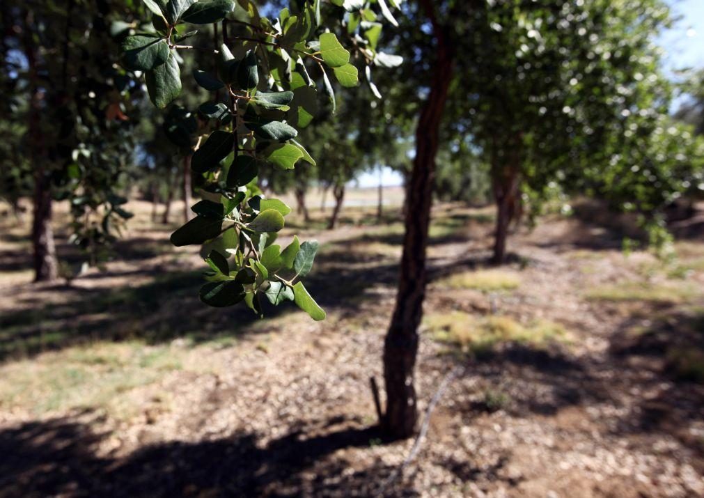 Proteção Ambiental deteta corte de sobreiros sem autorização em Torres Vedras