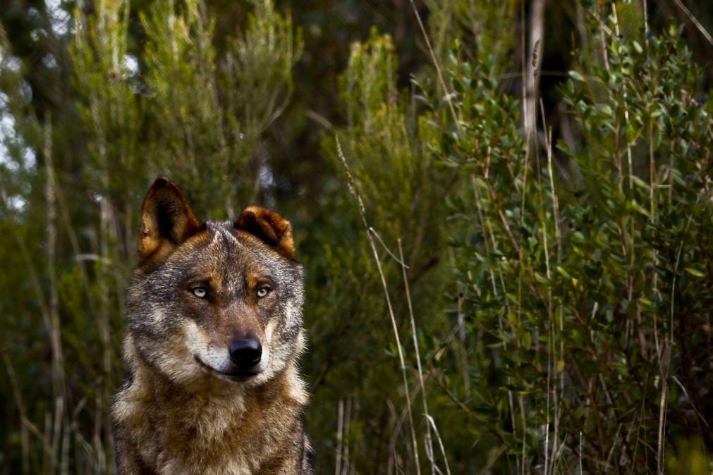 Lobo ibérico regressa ao distrito de Castelo Branco após várias décadas