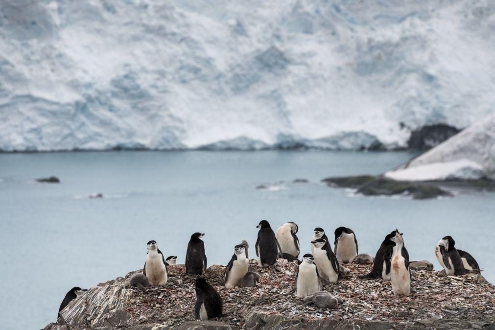 Estudo revela presença de microplásticos em pinguins da Antártida há mais de 15 anos