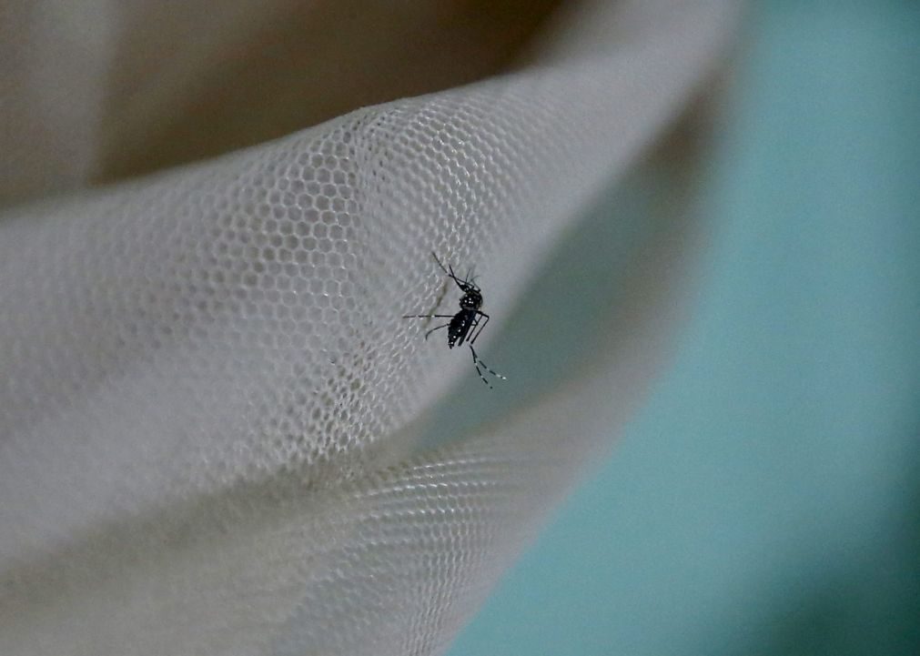 Brasil: Zika expõe problemas de direitos humanos