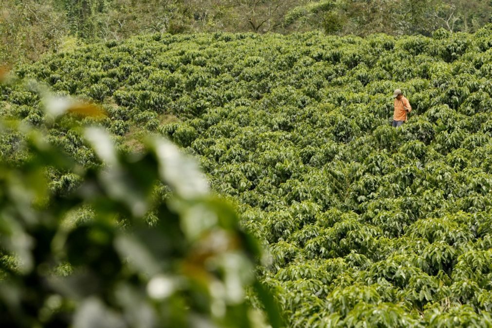 Alterações climáticas prejudicam produção de café