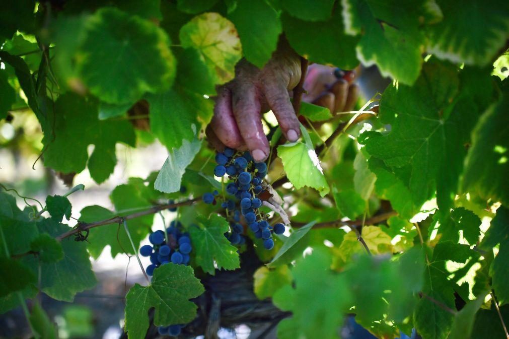 Frutalmente investe 2 milhões de euros para triplicar área de produção de uva sem grainha