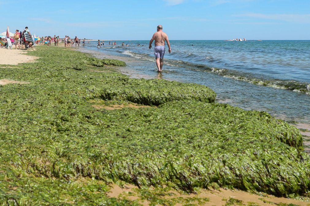 Acumulação de algas no Algarve é 
